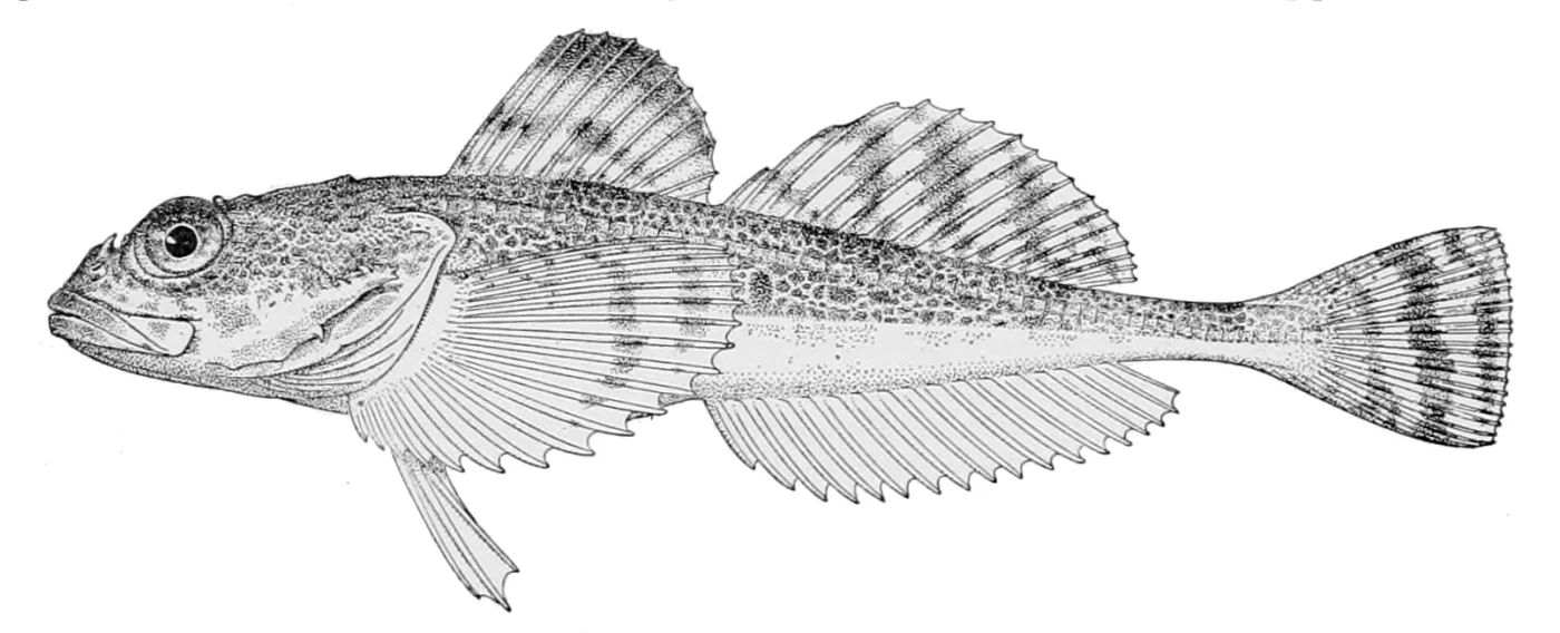 purplegray sculpin