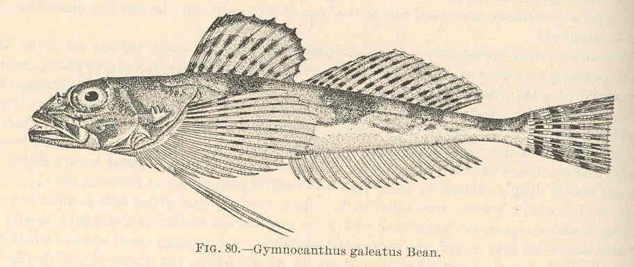 armorhead sculpin