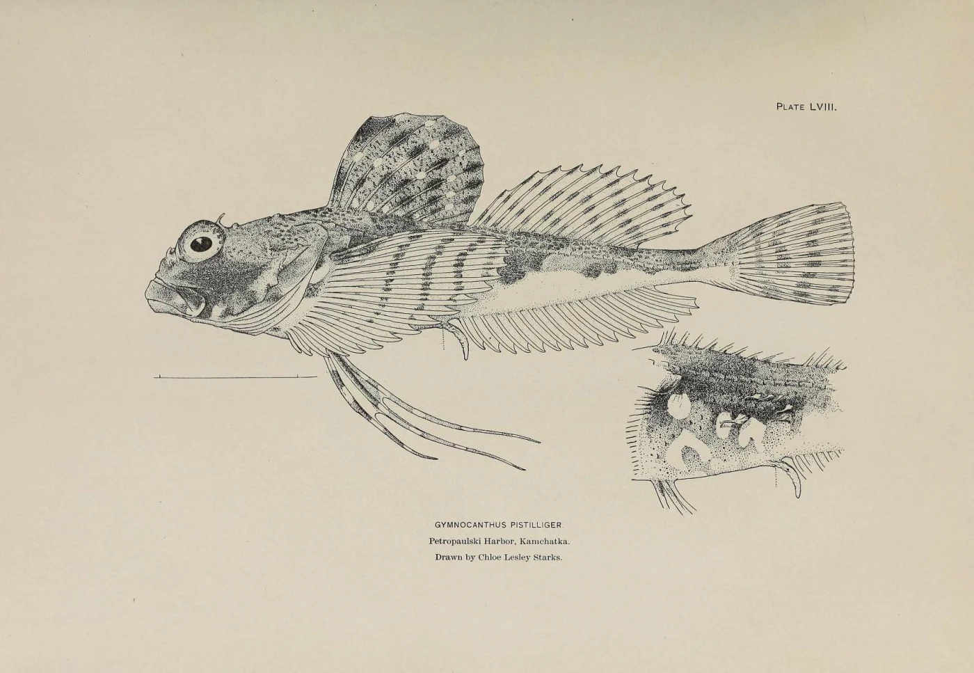 thread sculpin