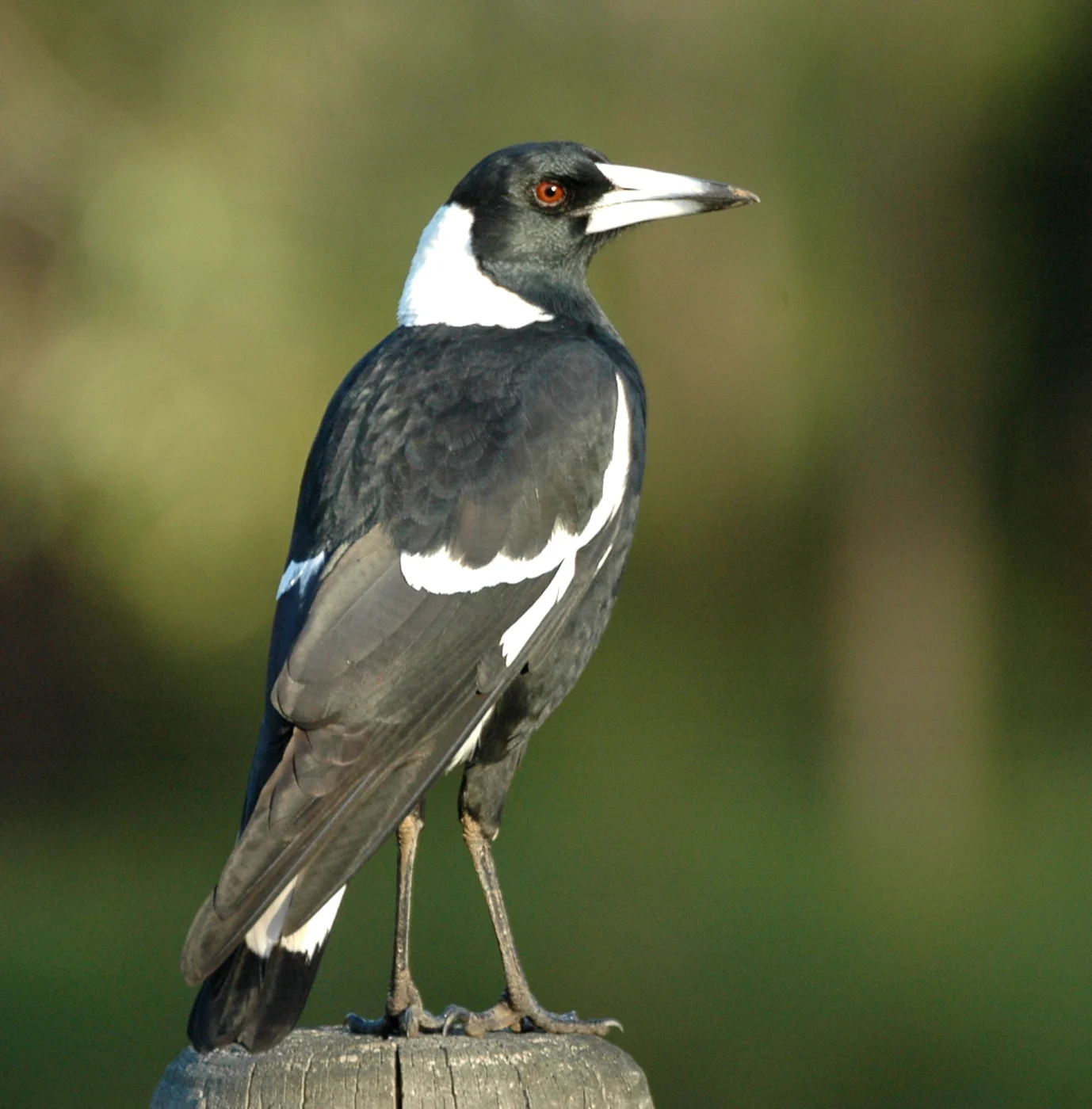 Australasian Magpie