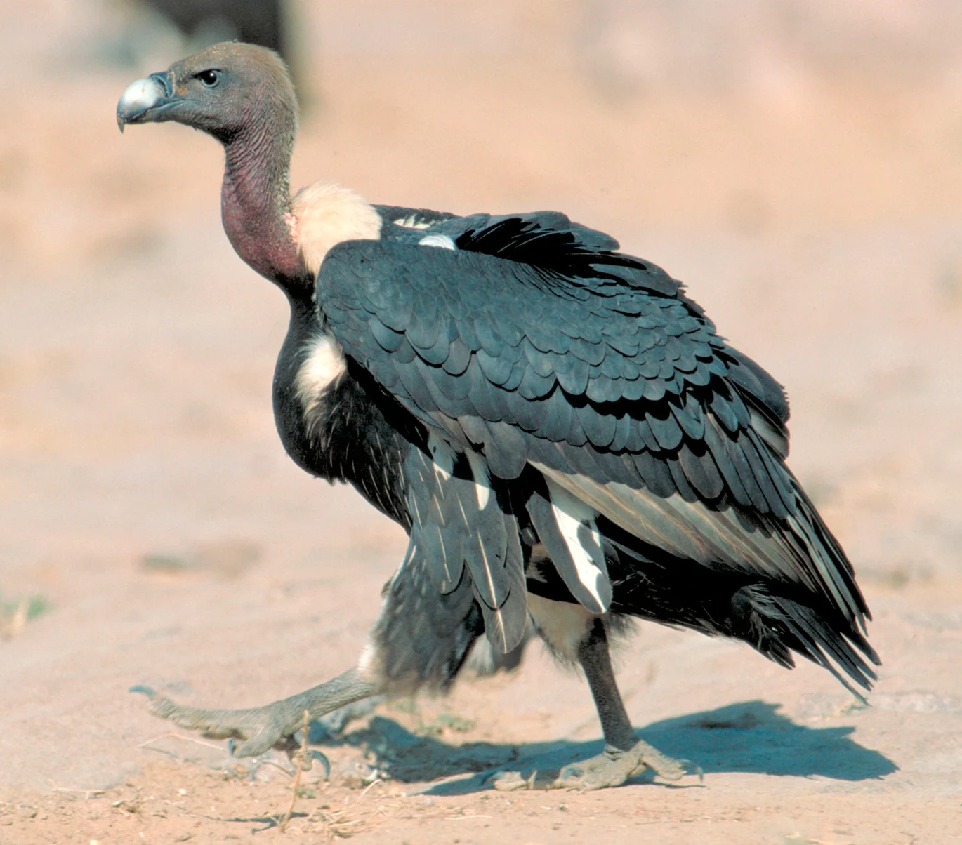 Asian White-backed Vulture