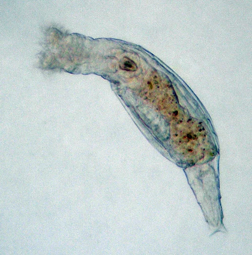 Habrotrocha aspera