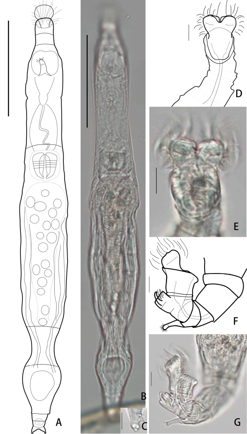 Habrotrocha serpens