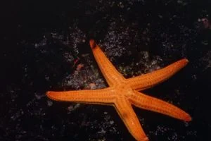 Smooth Sea Star