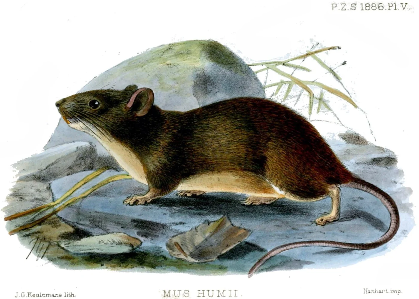 Yunnan Bush Rat
