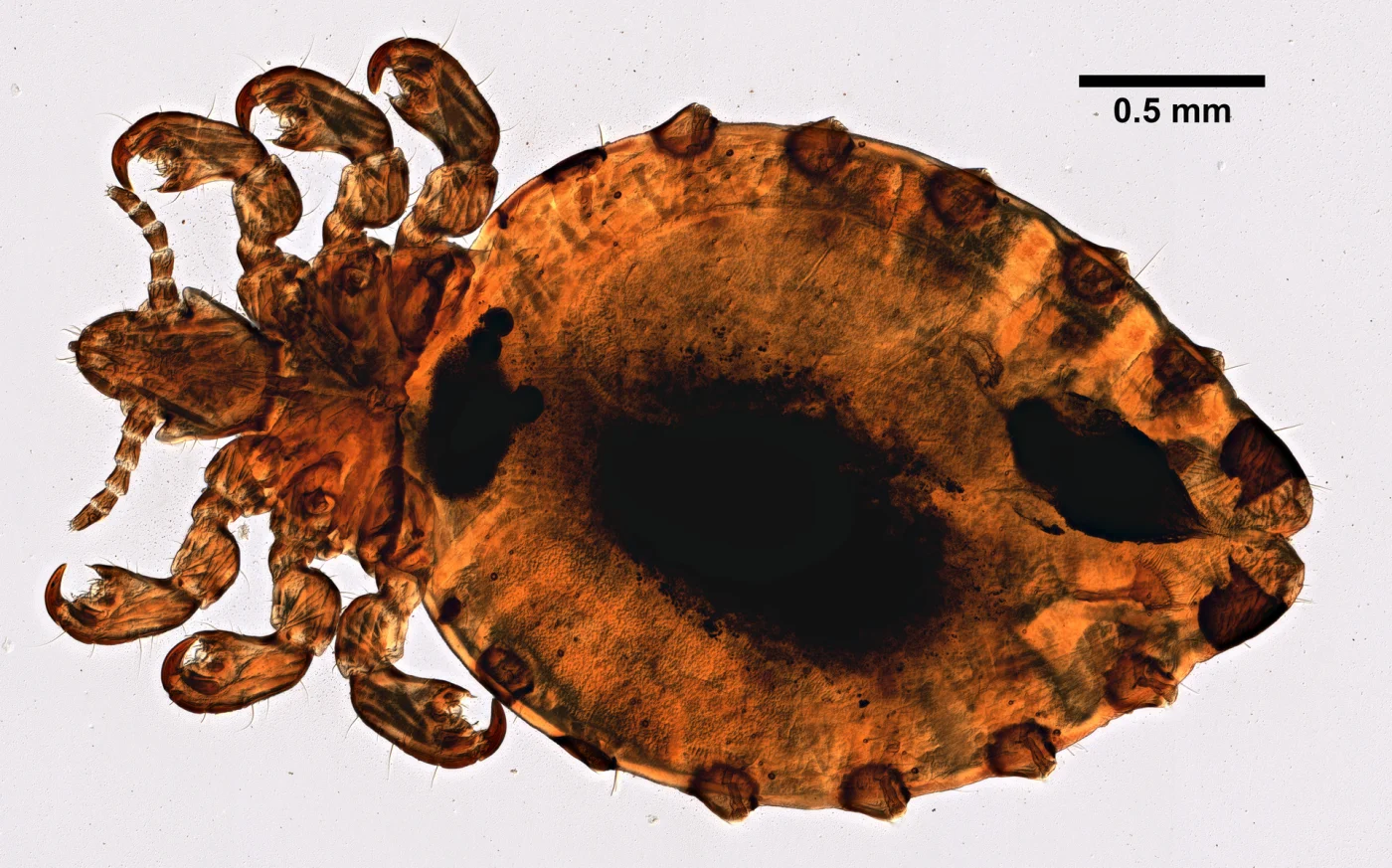 Shortnosed Cattle Louse