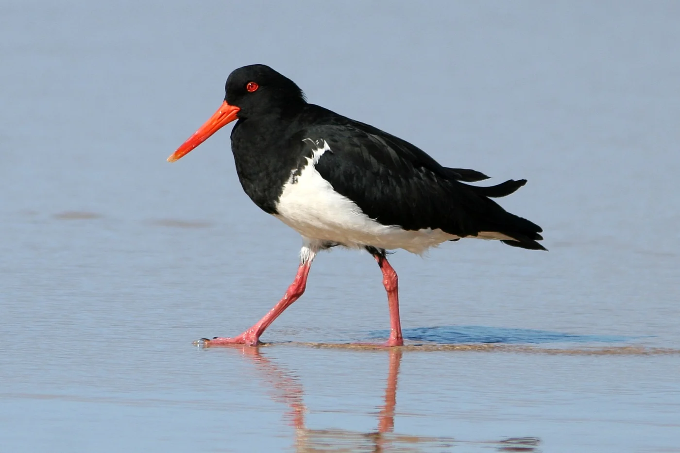 Australian Pied Oystercatcher