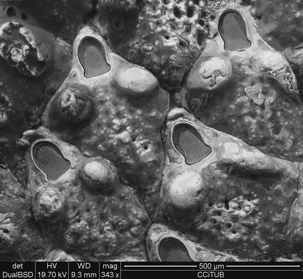 Hagiosynodos latus