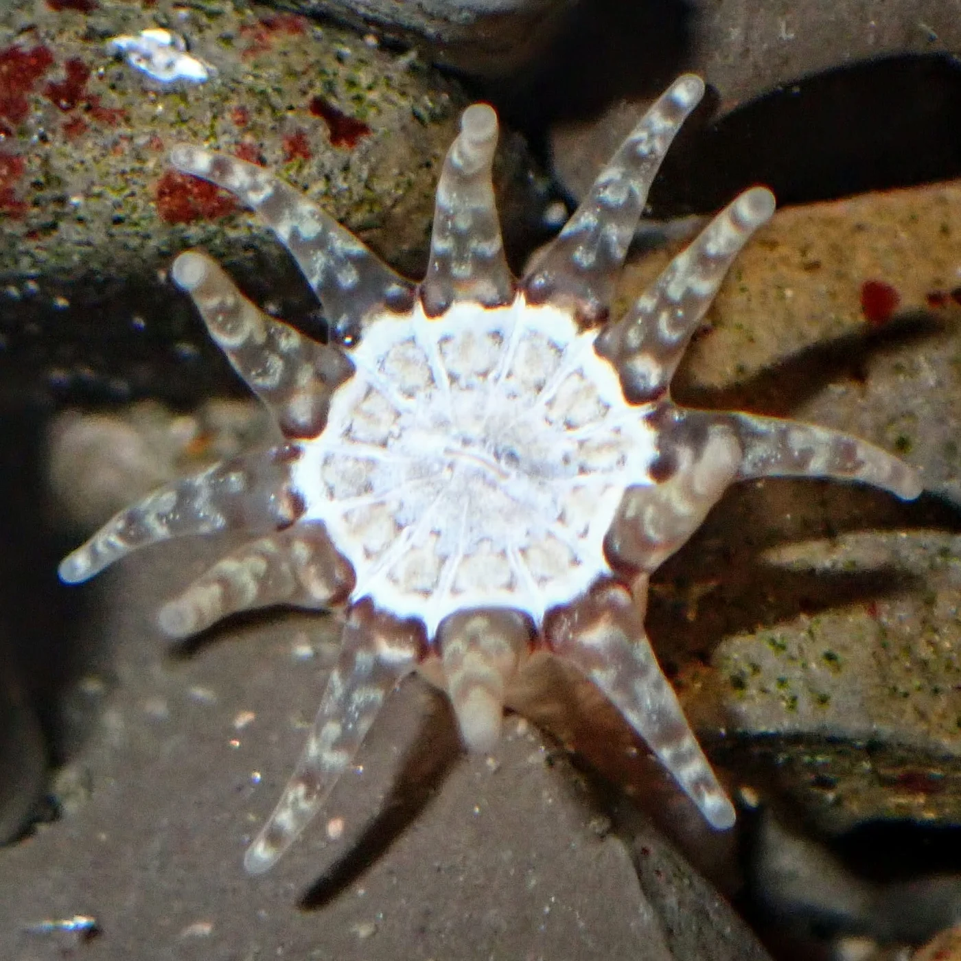 cryptic burrowing anemone