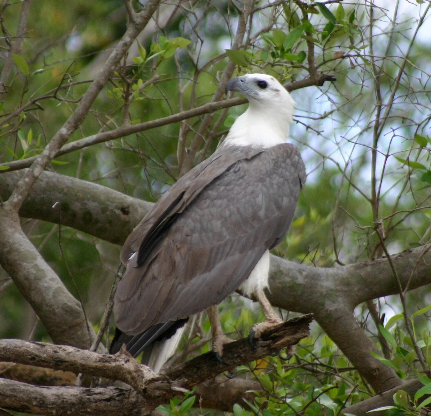 White-Bellied Sea Eagle