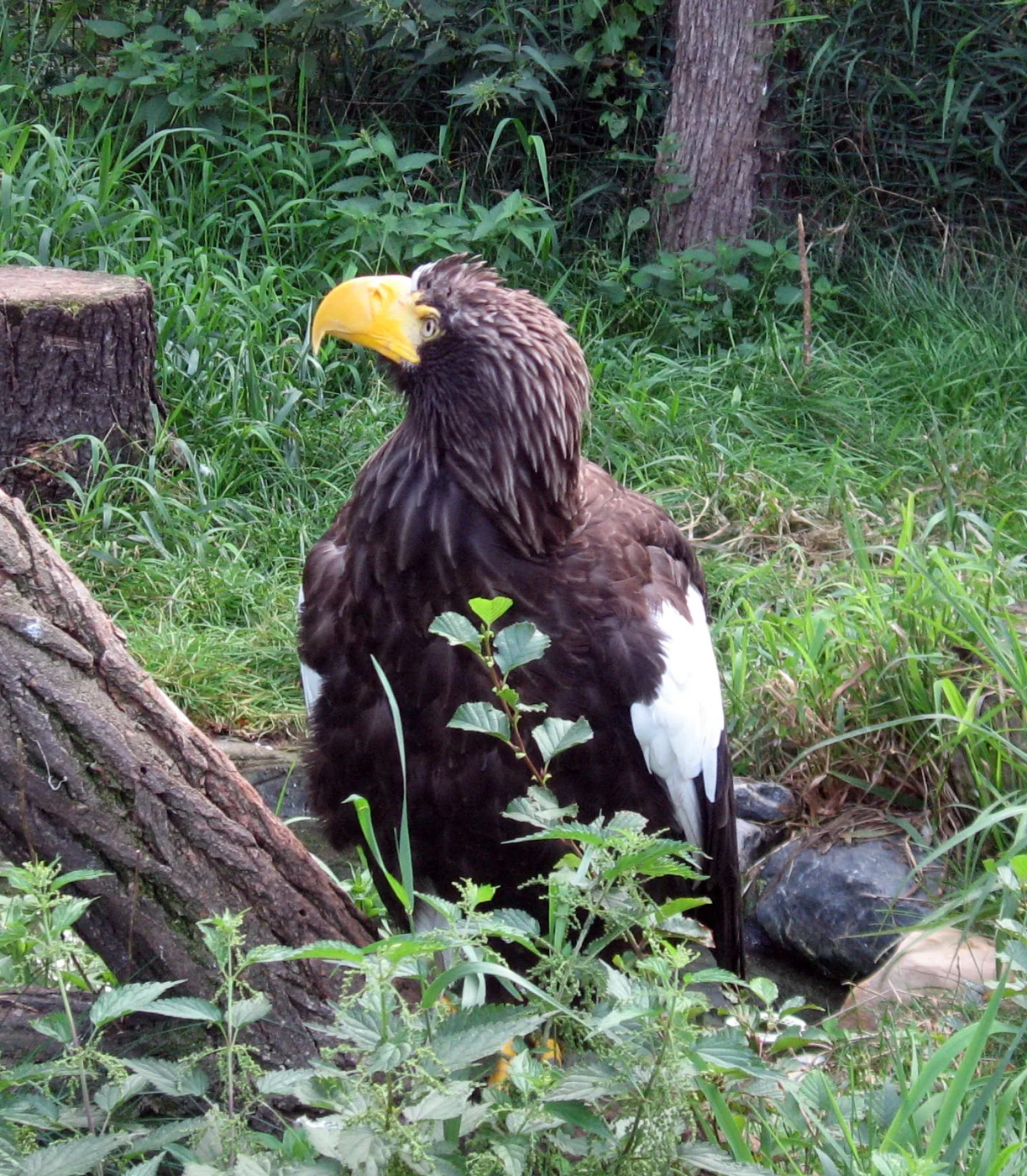 Steller's Sea-Eagle