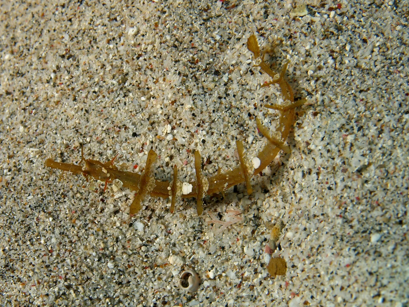 Ornate Pipefish