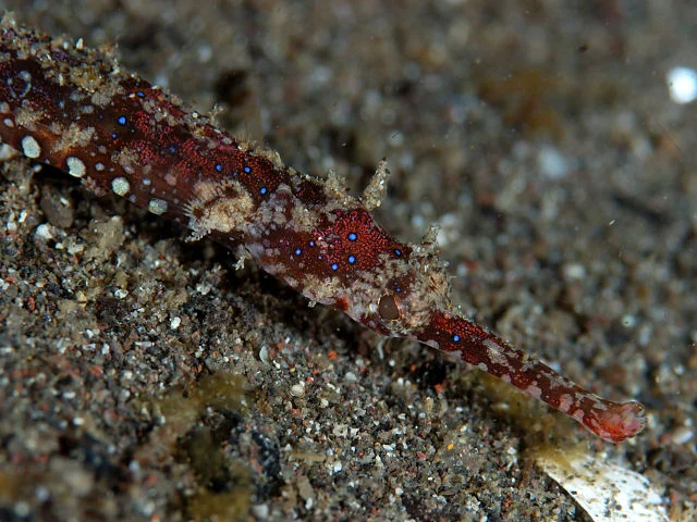 Starry Pipefish