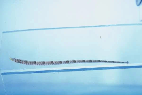 Zavora Pipefish