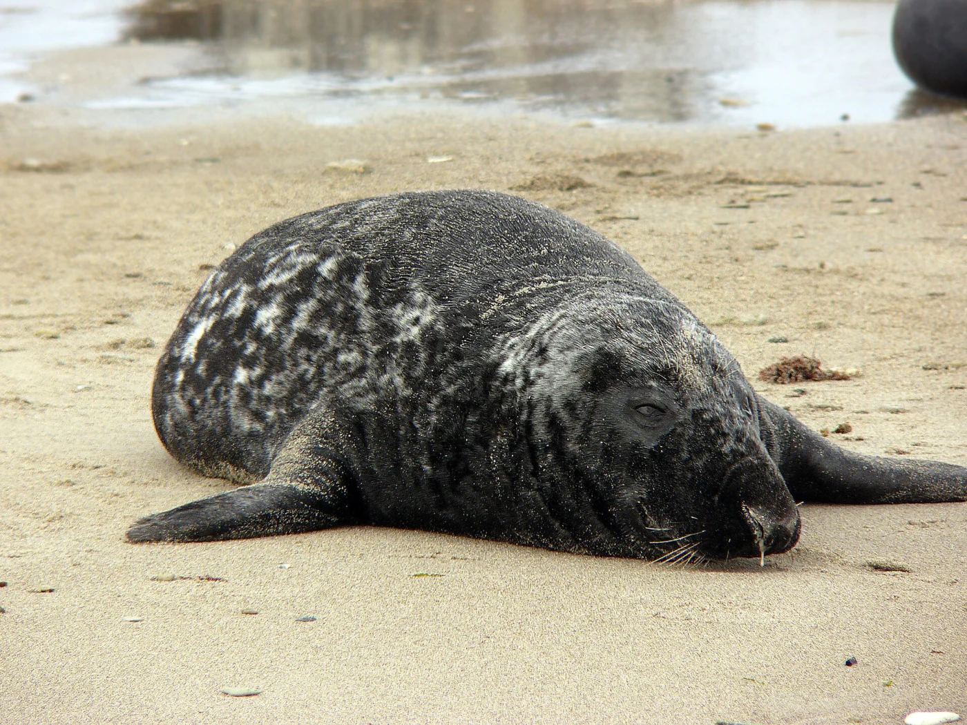 Atlantic Gray Seal