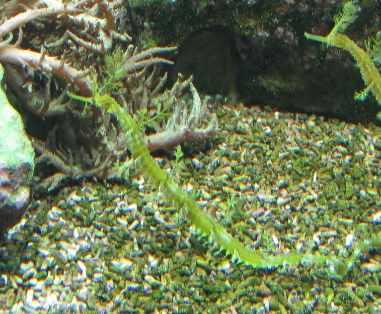 slender tangelfish
