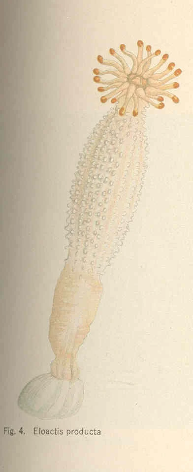 Haloclava brevicornis