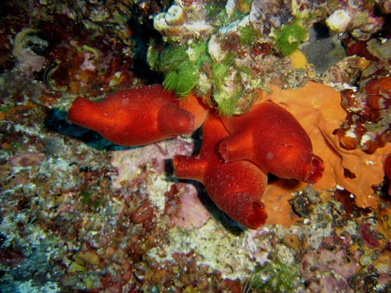 red sea-squirt
