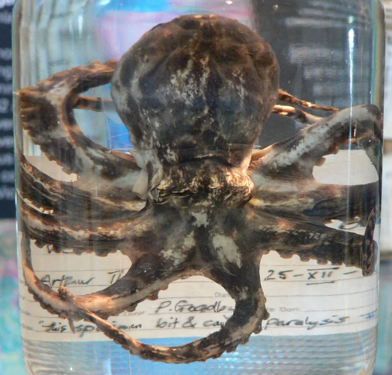 Southern blue-ringed octopus