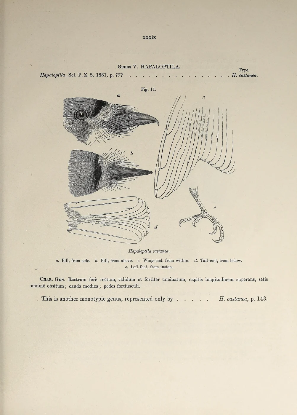 White-faced Nunbird