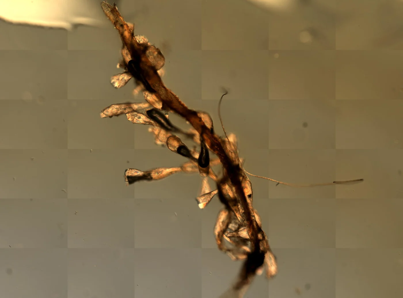 Haplota clavata