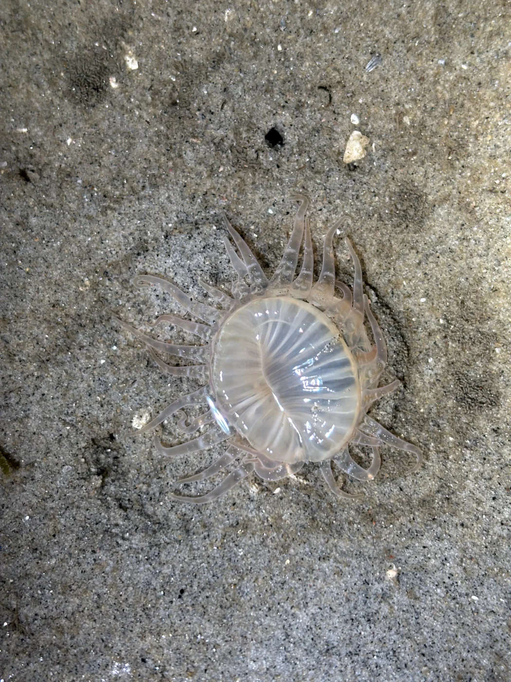 giant burrowing anemone
