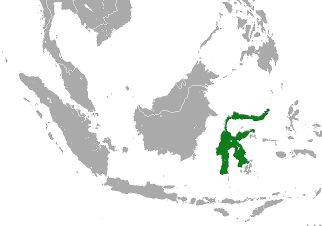 Sulawesi Harpy Fruit Bat