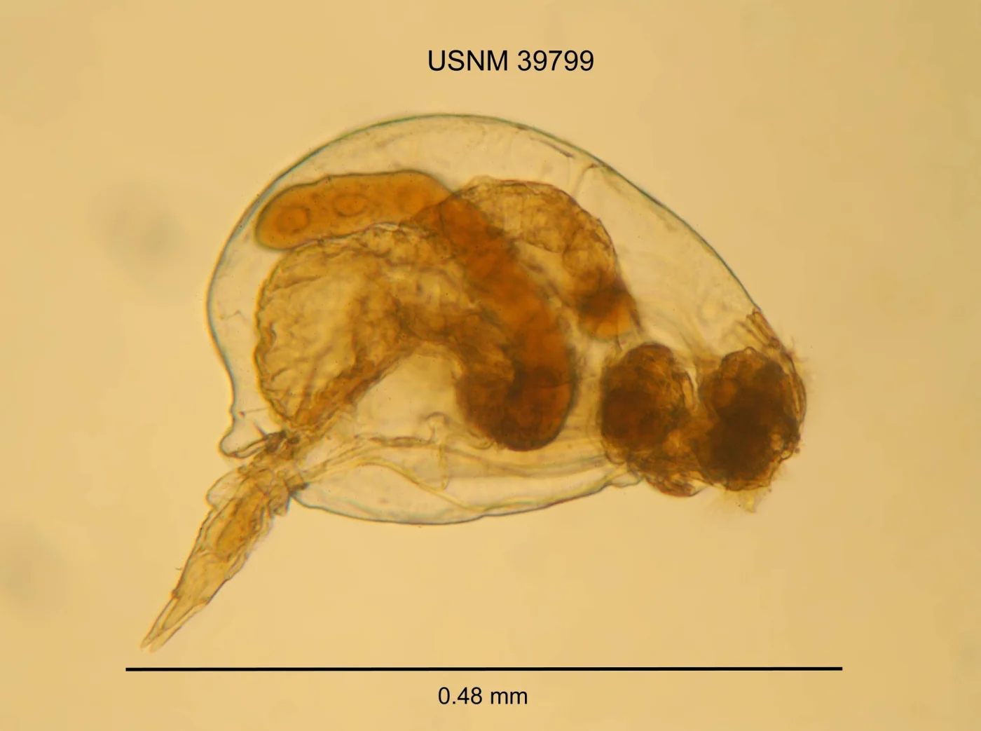 Harringia eupoda