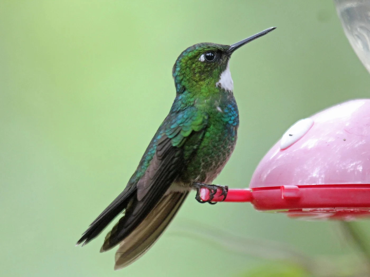 Tourmaline Sunangel