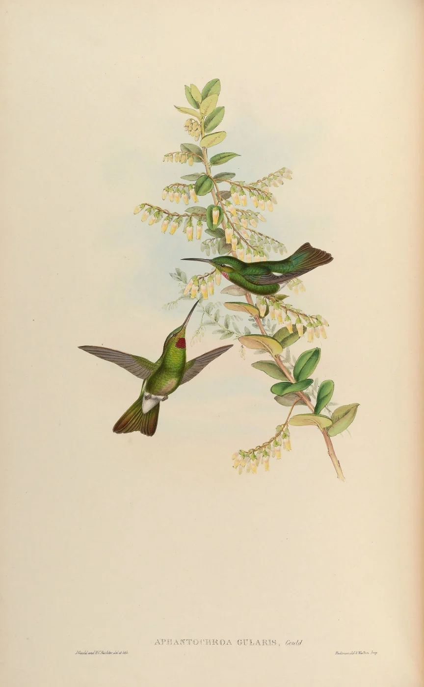 Pink-throated Brilliant