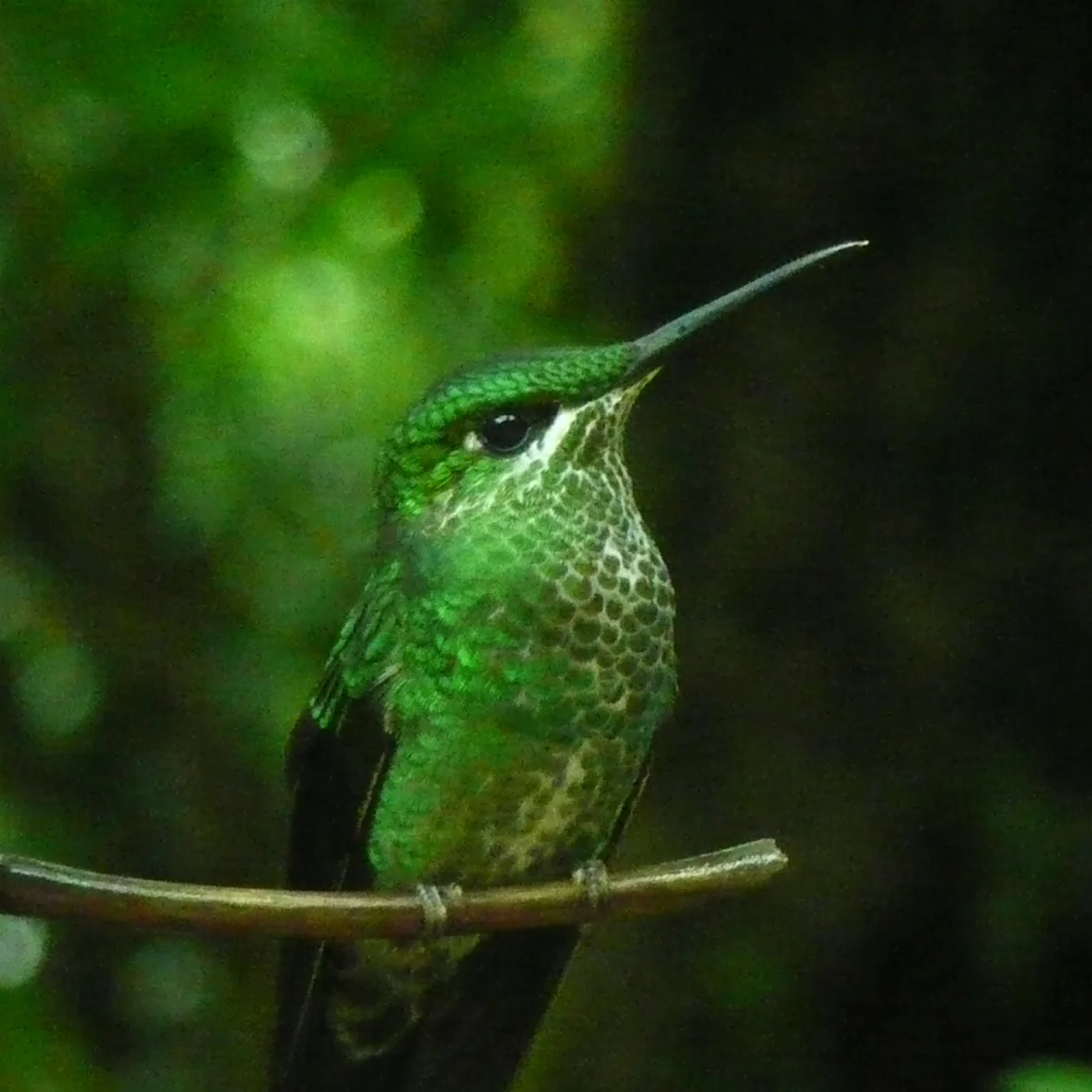 Green-crowned Brilliant
