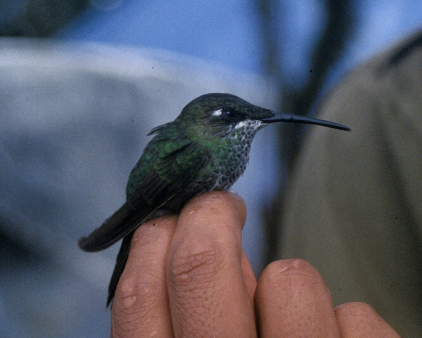 Violet-fronted Brilliant