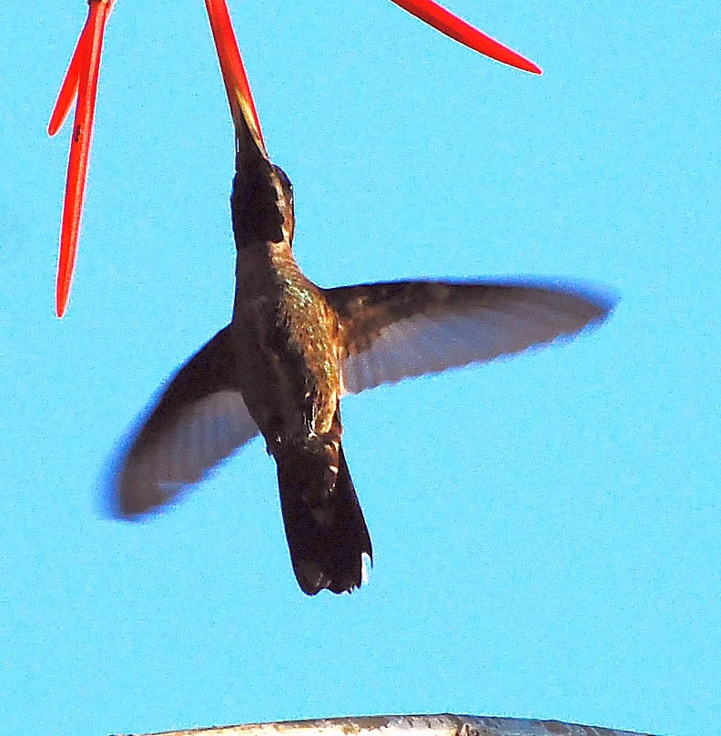 Plain-capped Starthroat