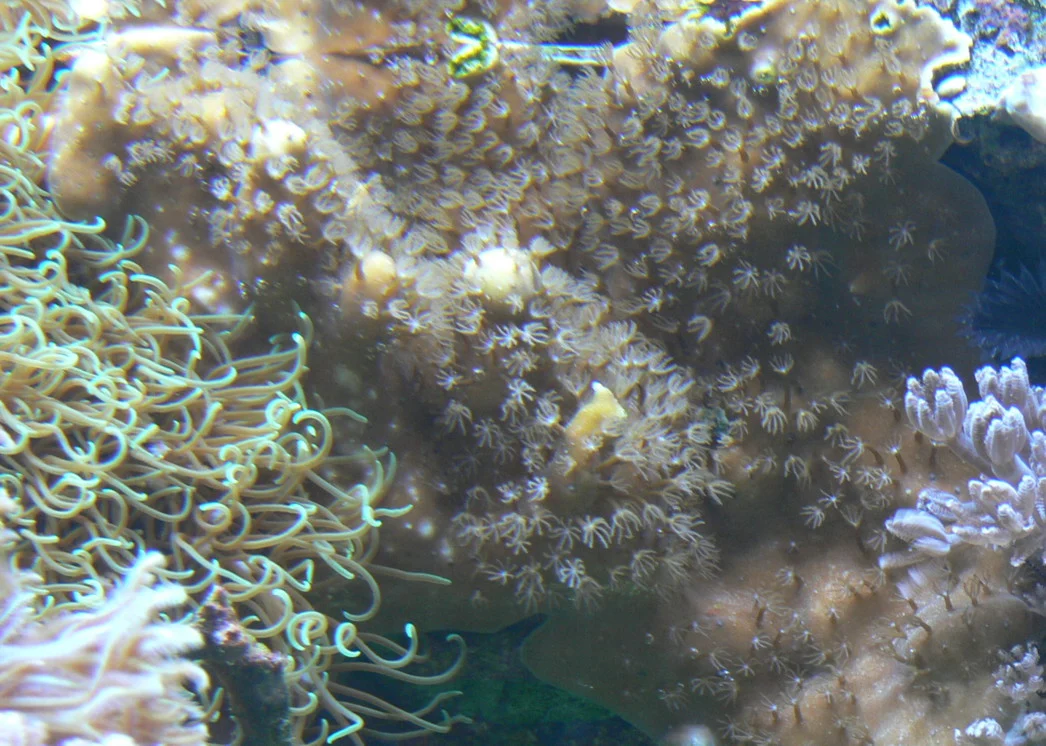 blue coral