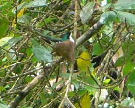 Purple-crowned Fairy