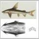 armoured sea catfish