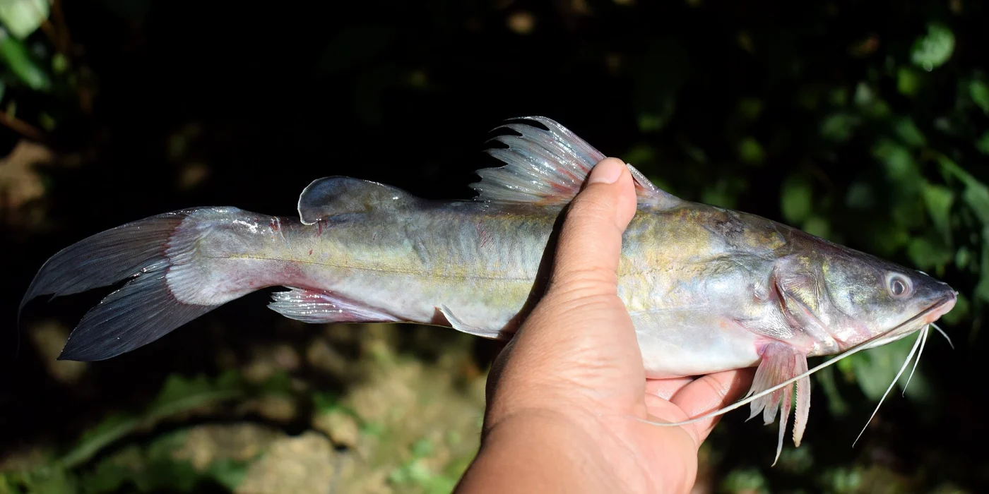 Yellow Catfish