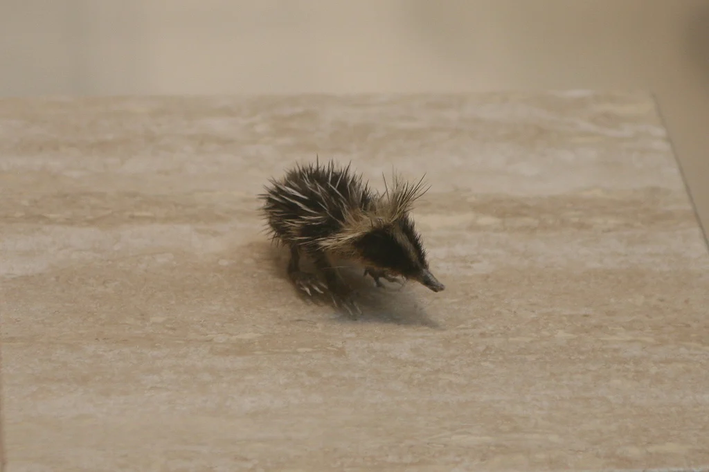 Lowland Streaked Tenrec