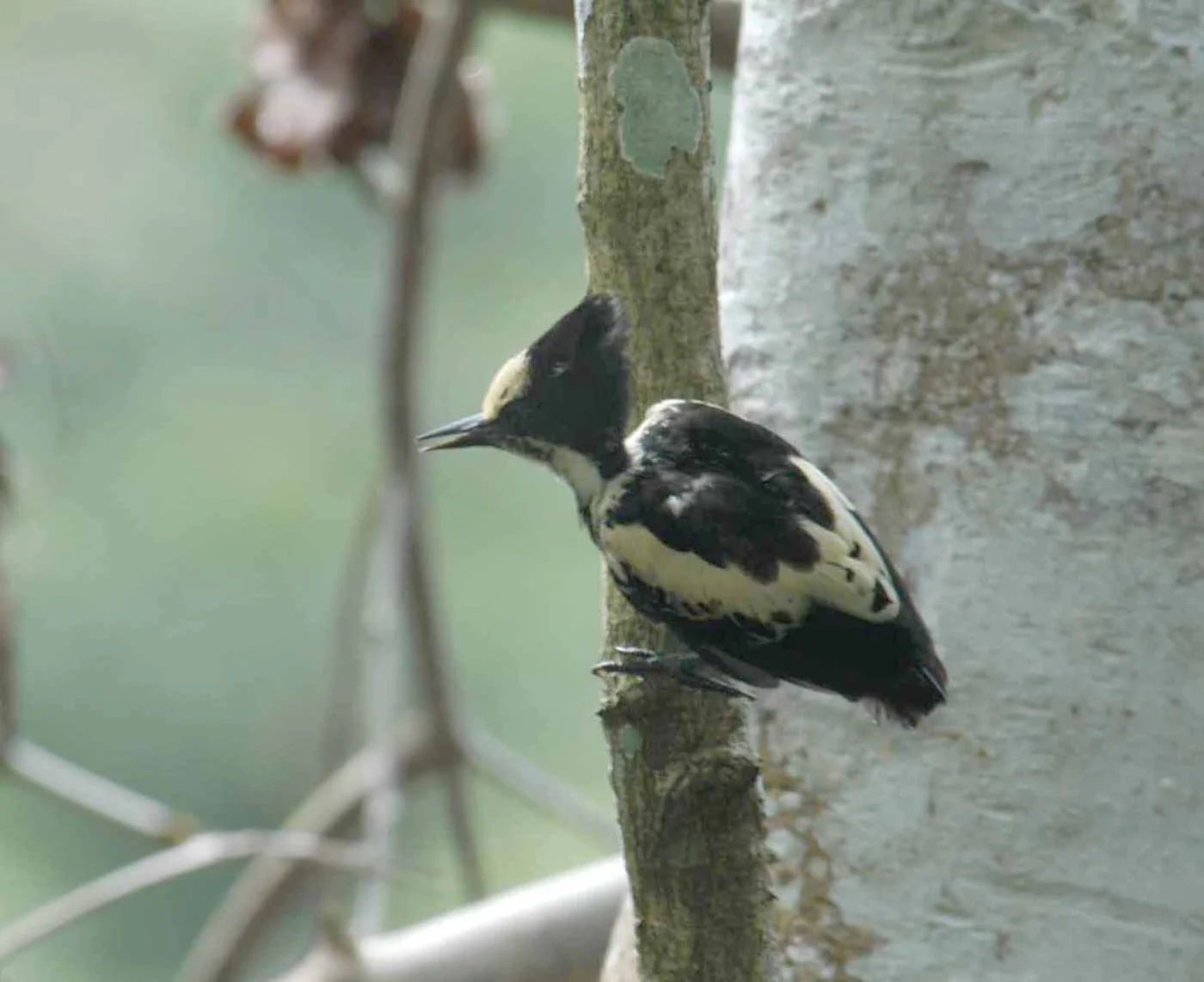 Heart-spotted Woodpecker