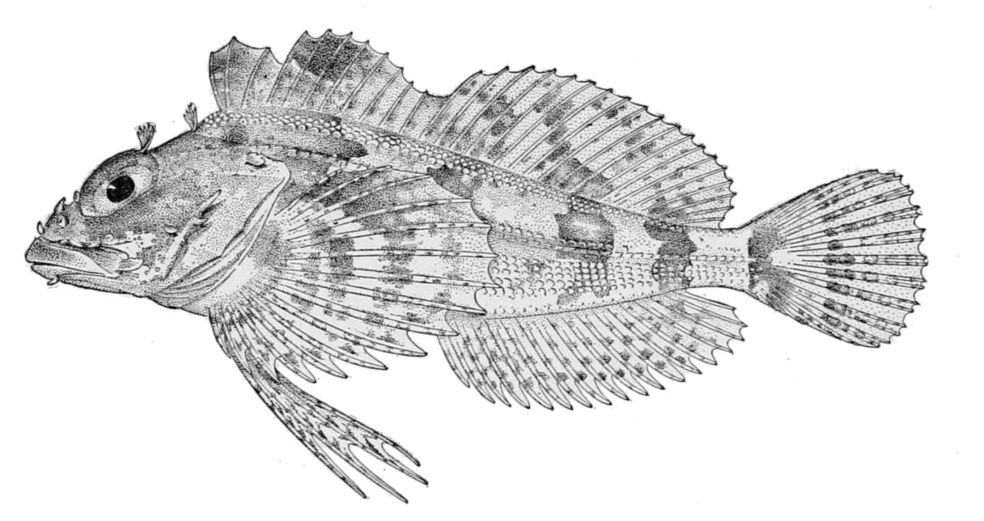 longfin Irish lord