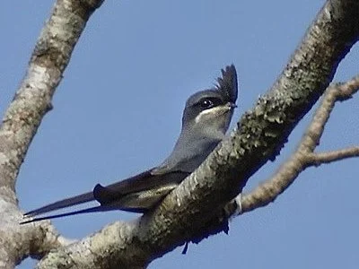 Whiskered Treeswift