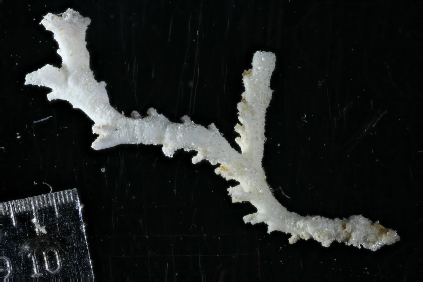 Hemipustulopora harmeri