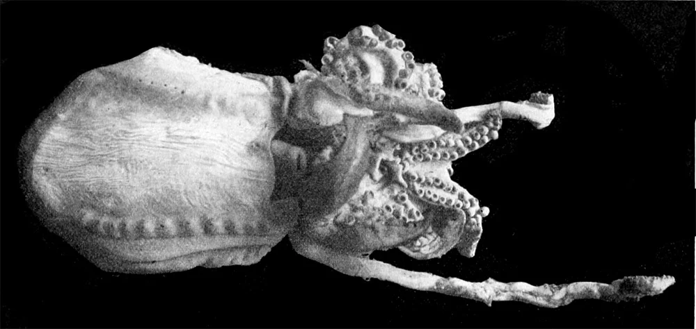 Pore-bellied Cuttlefish