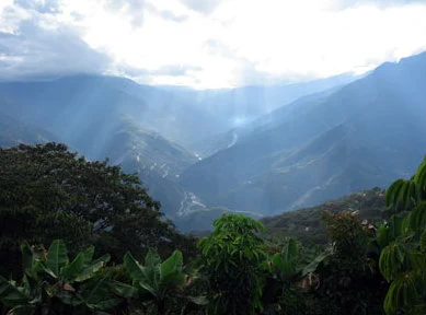 Yungas Tody-Tyrant