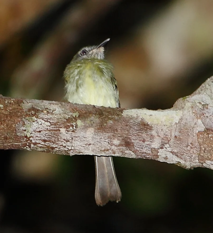 White-Eyed Tody-Tyrant