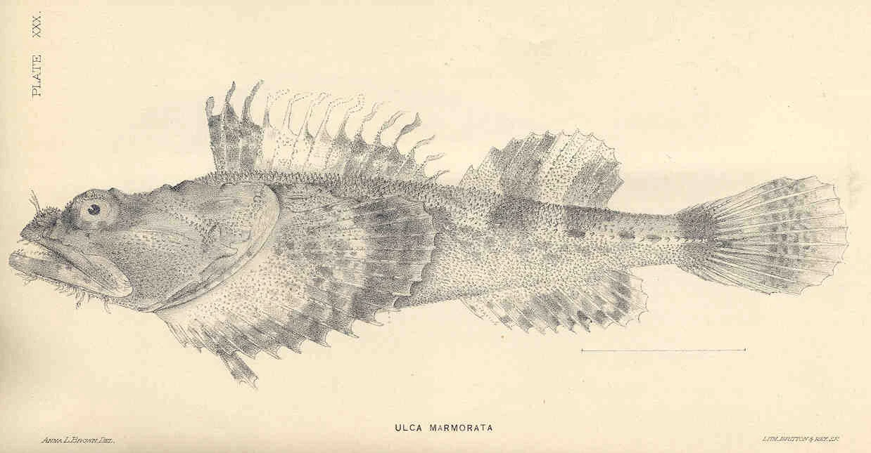 bigmouth sculpin