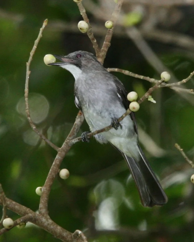 Ashy Bulbul