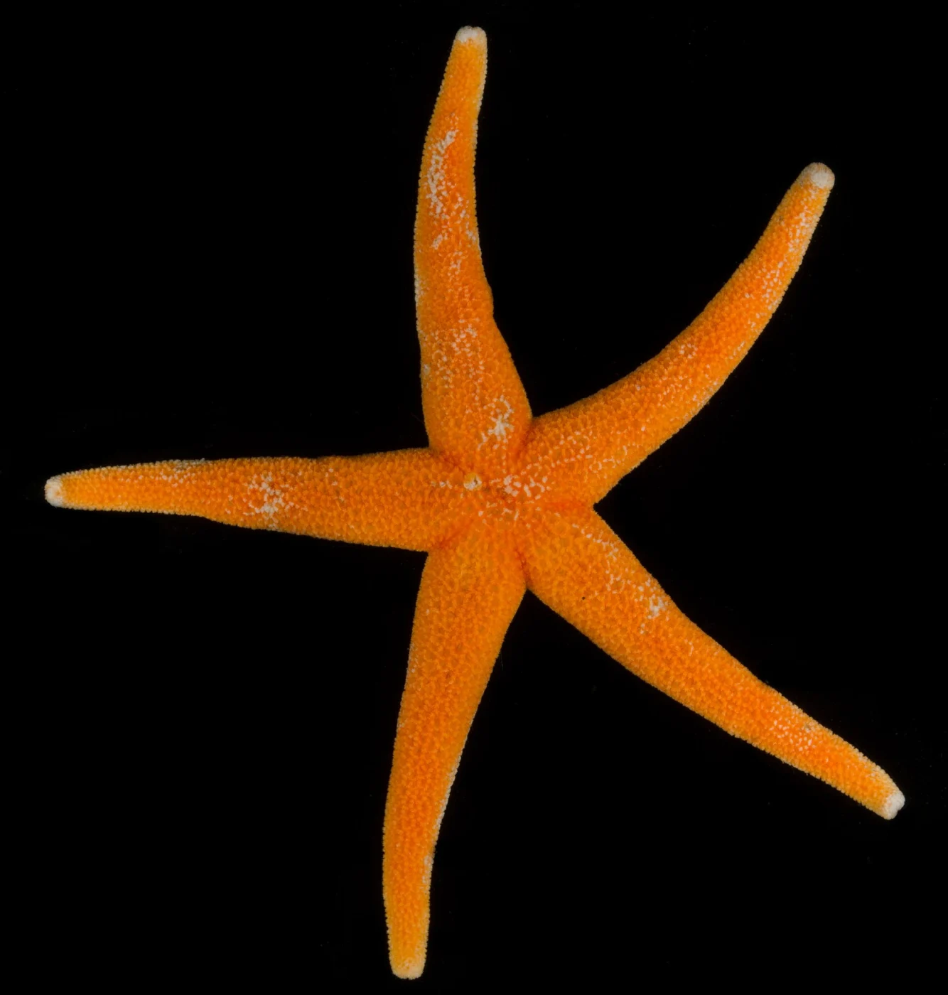 Weak-meshed Henricia