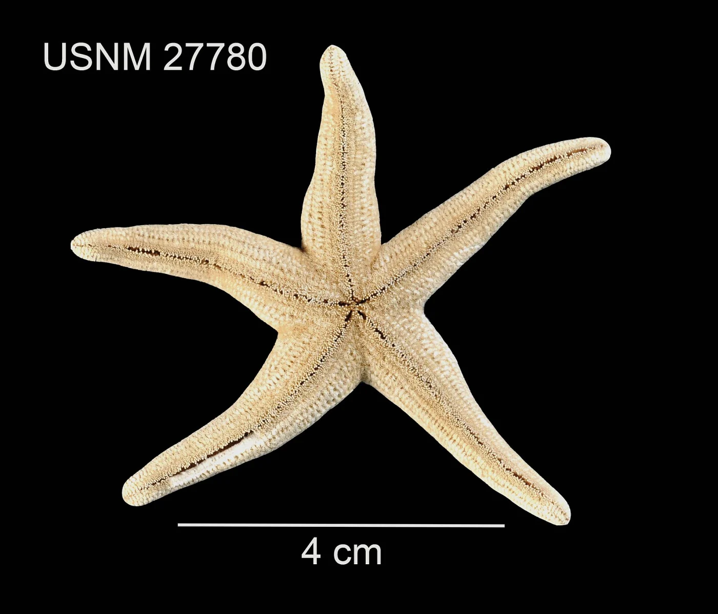 Short-spined Henricia