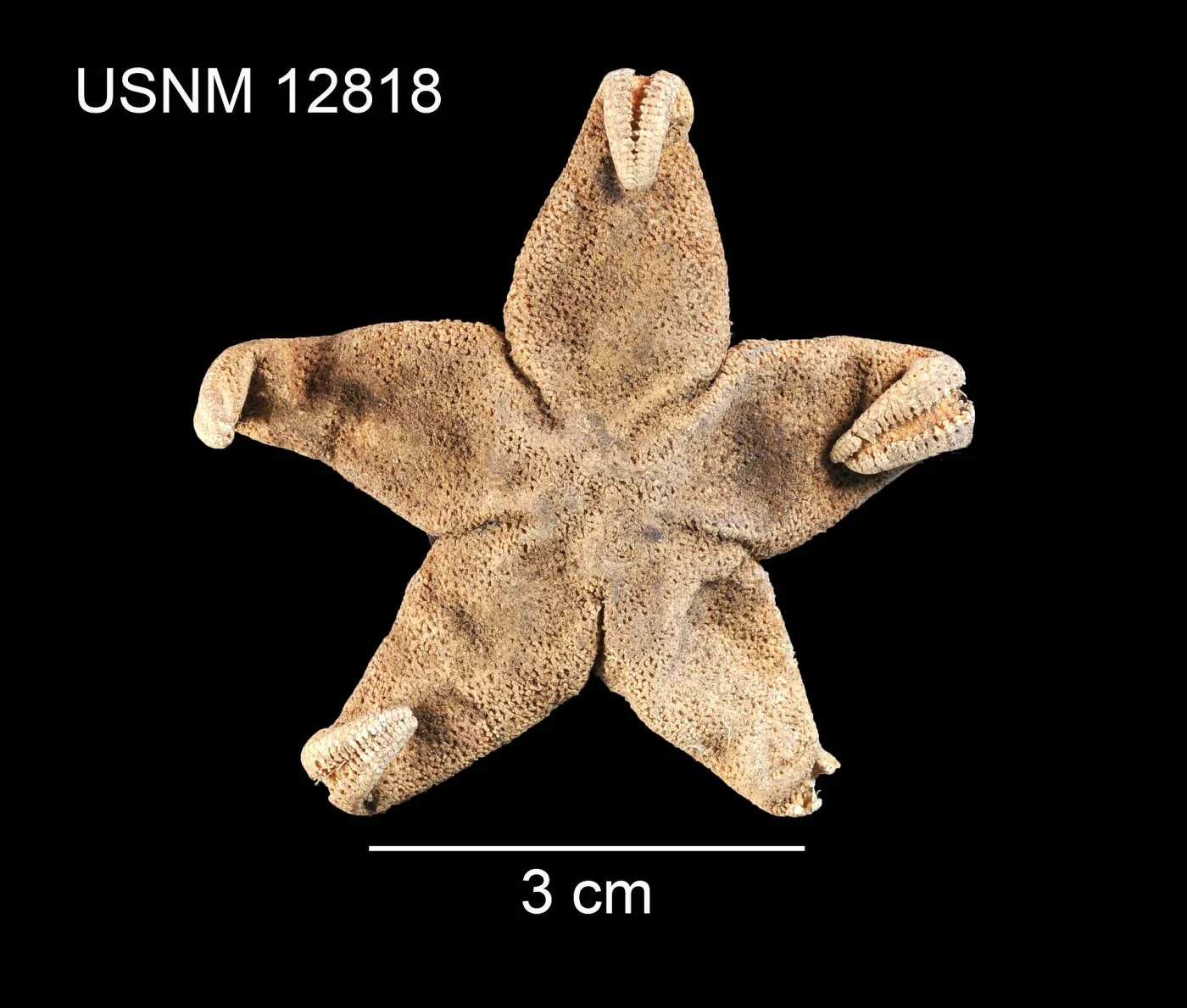 Tumid Henricia